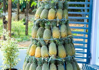 Pineapples in a stand for retail sale